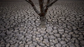 Olivenbauern warnen vor einer „katastrophalen“ Saison