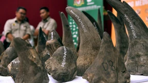 Kein Handel mit Horn und Tigerknochen in China