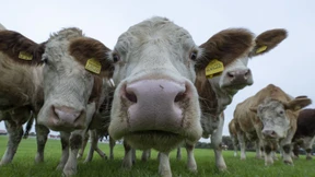 Das kann nur der Kuhmagen!