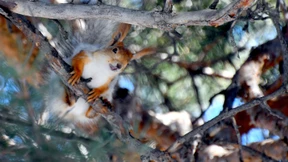 Wenn Eichhörnchen vor Durst vom Baum fallen