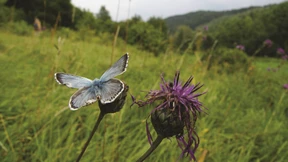 Methankatastrophe, Wiesentod, Potsdam-Eistanz