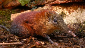 Zwei Rüsselhündchen als neueste Bewohner