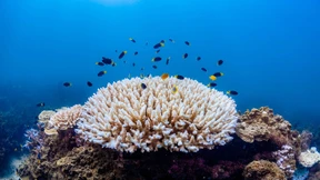 Lage des Great Barrier Reef erstmals „kritisch“