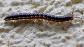 „Das ist verrückt. Das ist der Gewächshaus-Tausendfüßer“