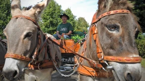 Treffen der Esel und Mulis 