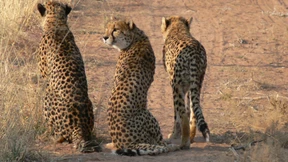 Indien siedelt wieder Geparden an – acht Tiere aus Afrika angekommen