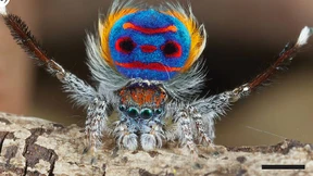 Die hohe Kunst des Leuchtens