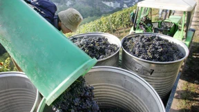 Rheingau hält am „Ersten Gewächs“ fest 