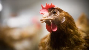 Kann ich ein Huhn töten?