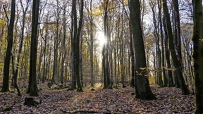 CDU und Grüne streiten im Landtag über Naturwälder