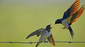 Was macht der Klimawandel mit den Tieren?