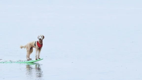 Ferien mit Vierbeiner