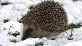Der Igel ist das Tier des Jahres 2024