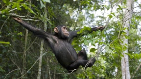 Der Lebensraum der Schimpansen schwindet