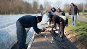 Erntehelfer dürfen nicht mehr einreisen