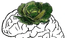 Wie viel Hirn steckt im Darm?