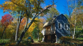 Sägt die Bäume ab, um die Wälder zu retten!