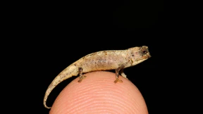 Forscher entdecken winziges Chamäleon mit riesigen Genitalien