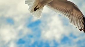 Warum sind Finnen die glücklichsten Menschen?