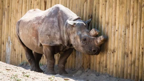 Darf man Nashörner töten, um sie zu retten? 
