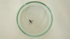 Wie groß ist die Gefahr durch Flughafenmalaria?