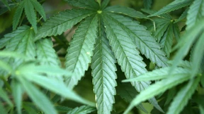 Frankfurter Stadträtin lobt Cannabis-Urteil