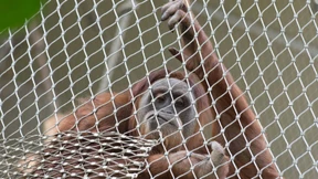 Die schlaue Sirih wandert aus