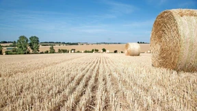 Weizen und Gerste leiden unter Trockenheit