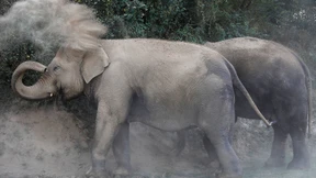 Hilfe für kranke Elefanten