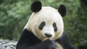 Das geheime Leben der Pandas
