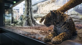 Wie Zootiere unter dem Krieg in der Ukraine leiden