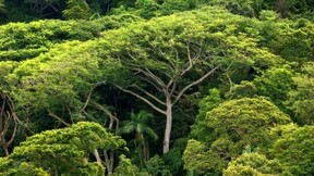 Katastrophenangst, Mikrobengas, Wüstenei