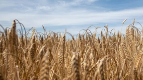 Welche Landwirtschaft wir jetzt brauchen