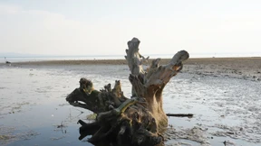 Wie lassen sich die sozialen Kosten des Klimawandels begrenzen?