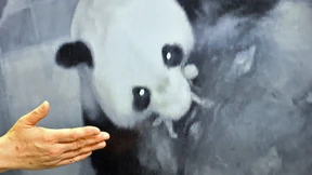 Nachwuchs für Shin Shin 