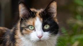 So können Katzenbesitzer sorglos in den Urlaub fahren