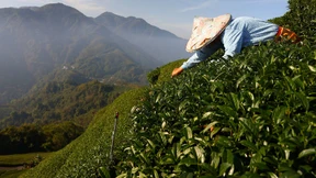 Der Tee braucht Wasser