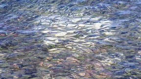 Das Ende der Heringe?