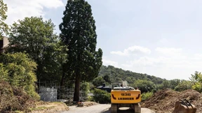 Mammutbaum wird fallen – wann genau, ist noch nicht klar