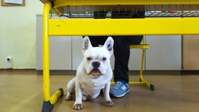 Der Hund von Seite 1
