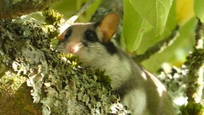 Kobold mit Hang zur Hausbesetzung