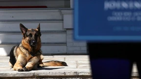 Nach vier Jahren wieder „First Dogs“ im Weißen Haus