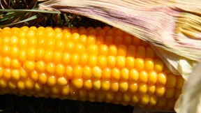 Der neue ICE wird langsamer