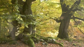 Was sich vom Netz des Lebens lernen lässt