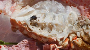 Diese schönen Dinge, die keine Kunst sind 