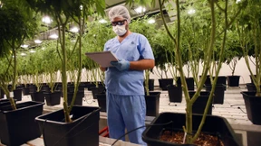 Marihuana für medizinische Zwecke heiß begehrt