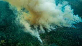 Zerstörung des Amazonas nimmt rasant zu