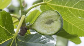 Ein ganz neues Gartenverständnis