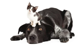 Keine Angst vor großen Daten