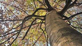 Sorge um alte Buchen